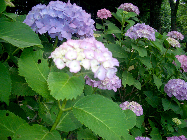 6月‐紫陽花見学