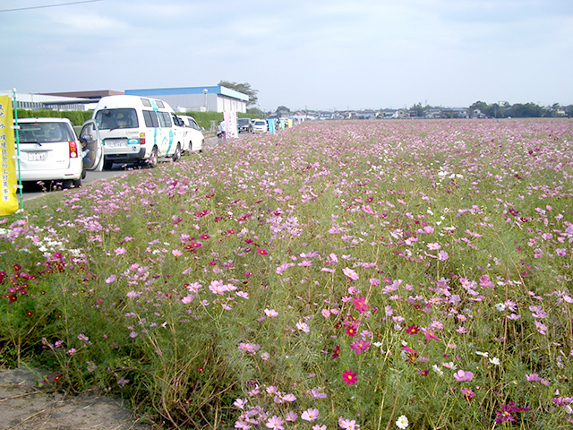 10月‐コスモス見学